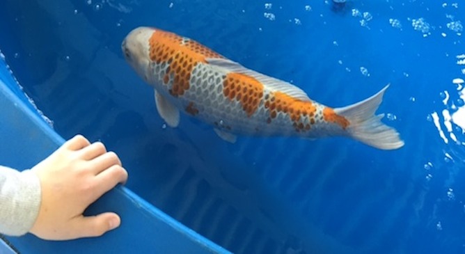 a Carp fish in a pool - header image