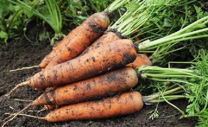 Uprooted carrots