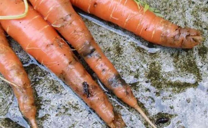 Carrot root fly damage