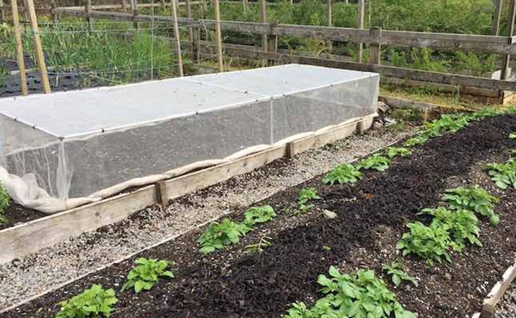 Protecting carrots with a mainframe structure and mesh cover