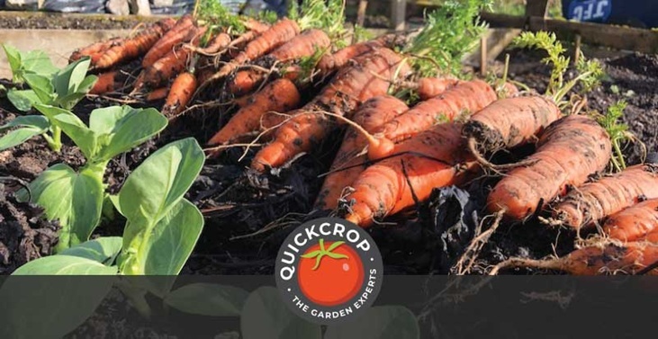 Harvested carrots - header image with Quickcrop logo Harvested carrots - header image with Quickcrop logo