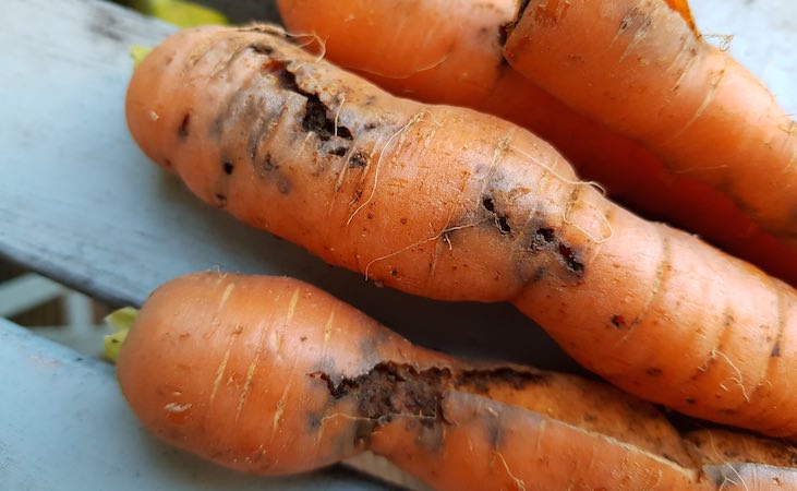 Carrots showing root fly damage