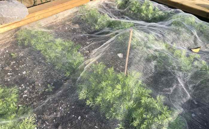 Carrot root fly protection mesh Carrot root fly protection mesh
