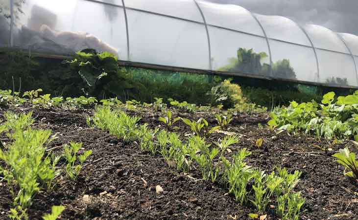 Carrot seedlings in the polytunnel