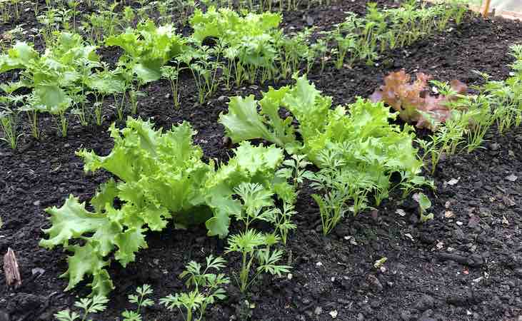 interplanting carrots with lettuce