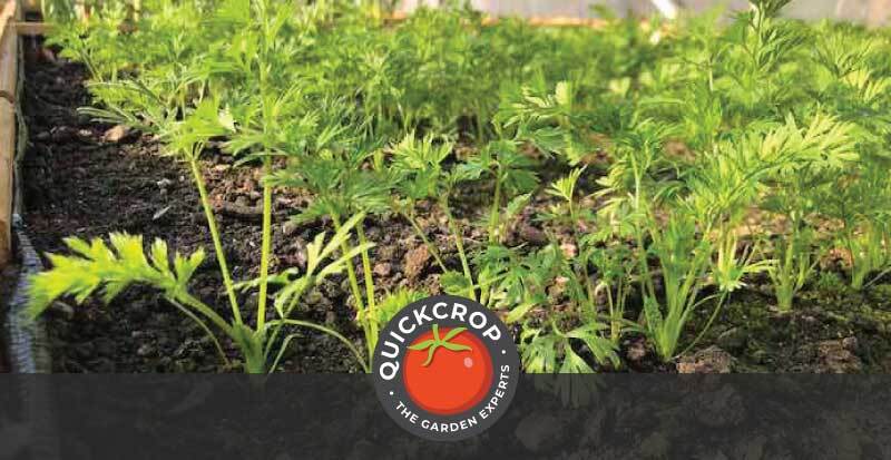 header image - carrots growing with Quickcrop logo header image - carrots growing with Quickcrop logo