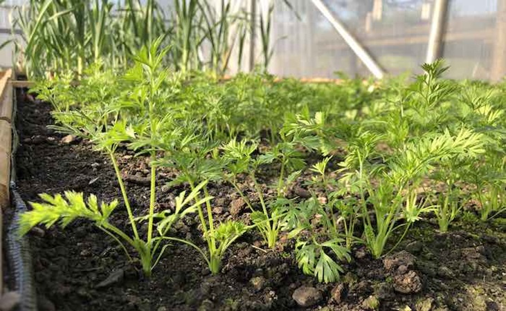 carrots in the polytunnel