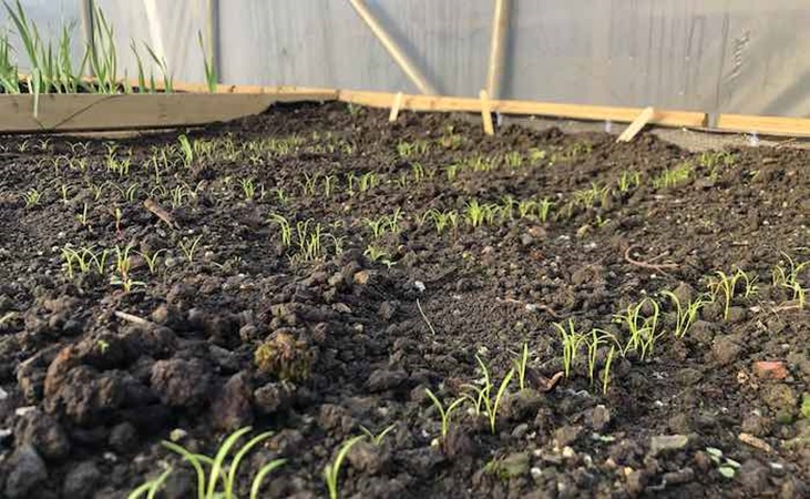 carrot crops in the polytunnel