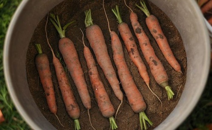 Carrots in a bucket with sand