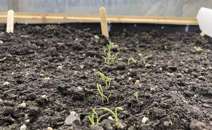 Carrot seedlings in the polytunnel