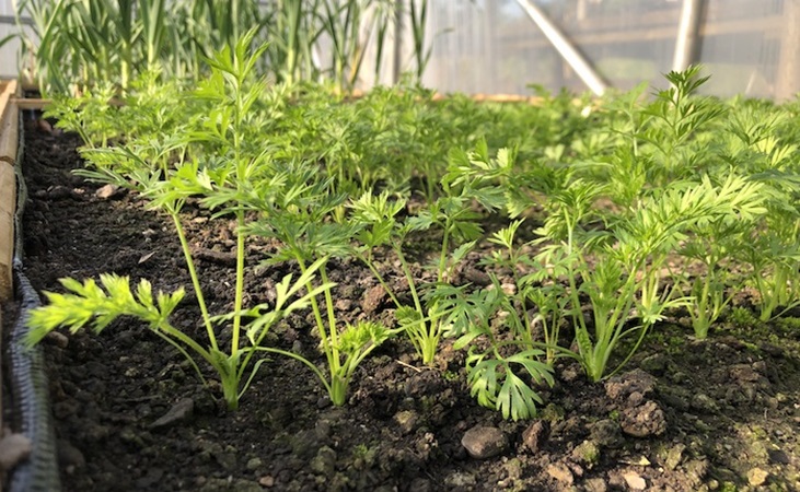 Carrots growing in a raised bed in a polytunnel