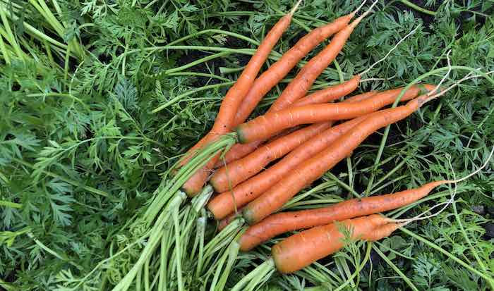 Homegrown carrots