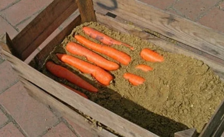 Carrots in a box container with sand Carrots in a box container with sand