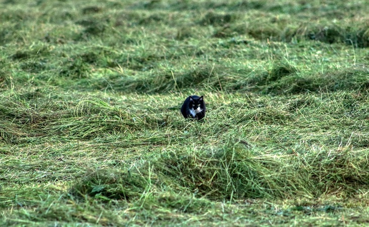 loose grass with cat
