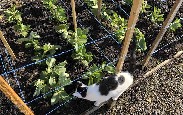 Broad bean witkeim manita