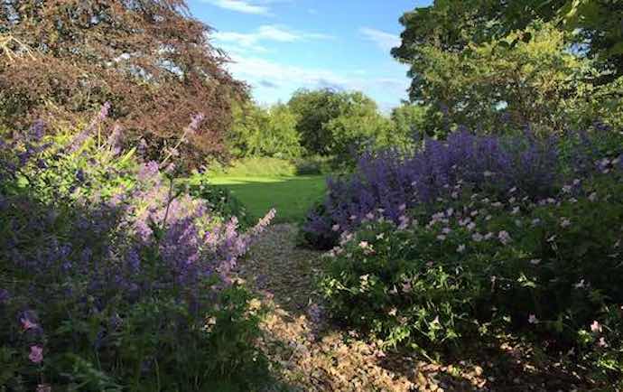 Nepeta six hills giant