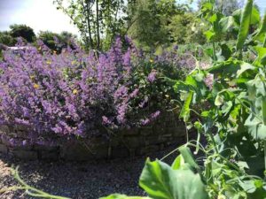 catmint in a cottage vegetable garden