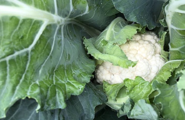 Cauliflower up-close