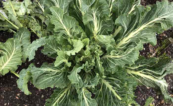 Cauliflower Aalsmeer showing signs of Alternaria leaf spot