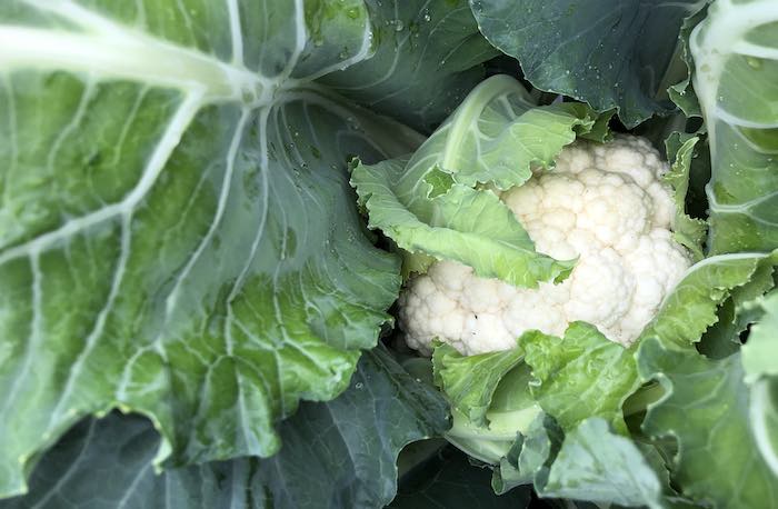 When to haverst cauliflower