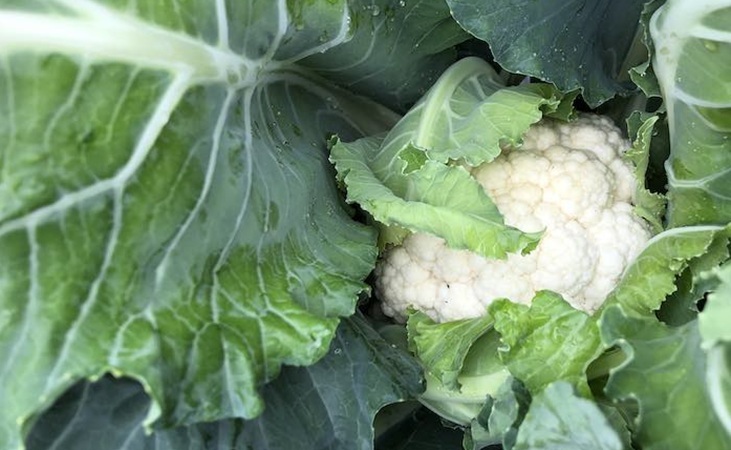 cauliflower head
