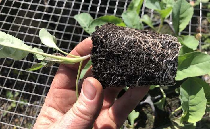 Cauliflower seedling, with close up of roots