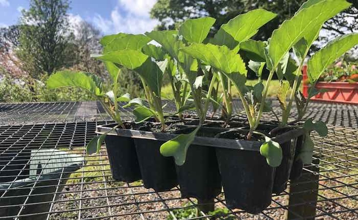 Cauliflower seedlings in a modular tray