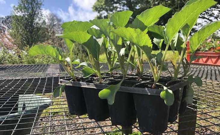 Cauliflower seedlings