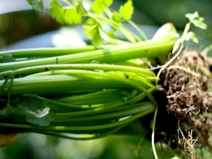 a freshly harvested homegrown celery plant