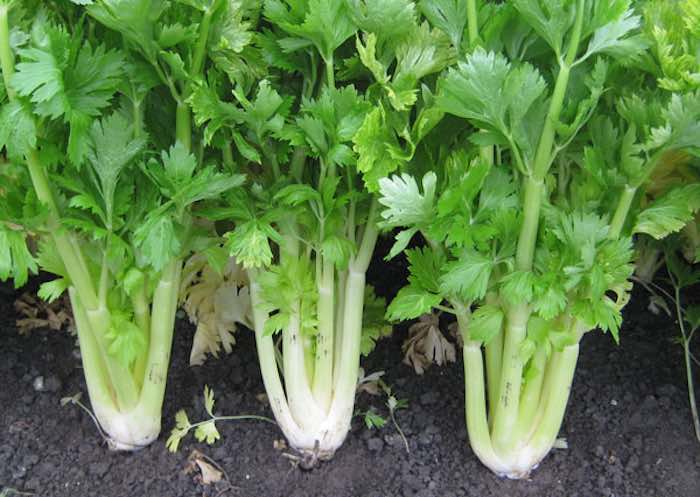 harvested celery plants