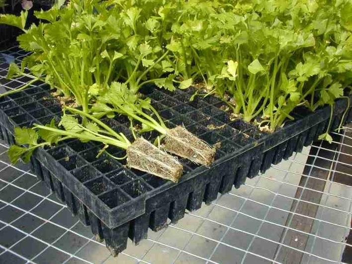 Celery seedling plug plants