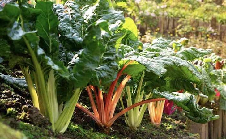 Chard with coloured stalks