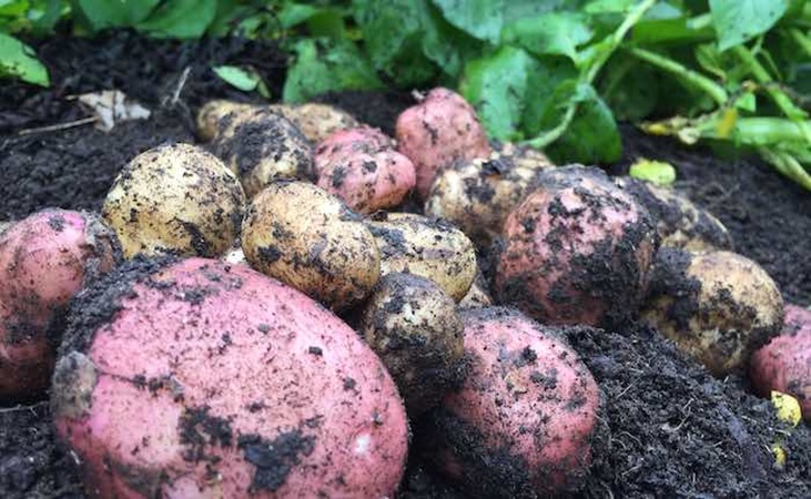 Charlotte potatoes ready to be harvested