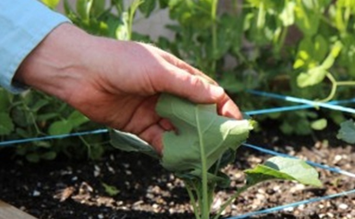 Checking brassica leaves