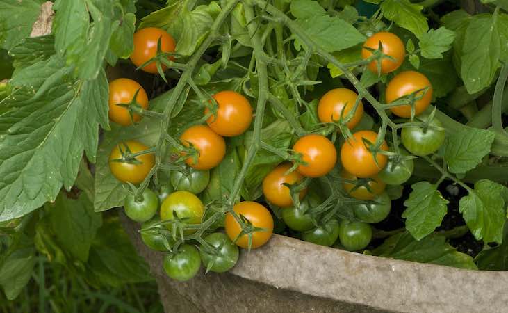 Determinate bush type cherry tomato in a container