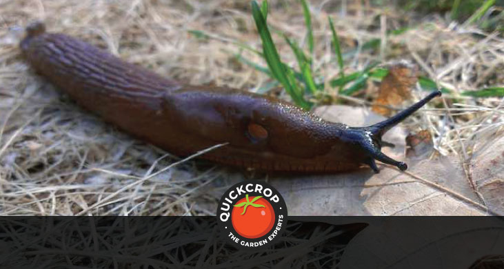 a slug - organic pest control header image
