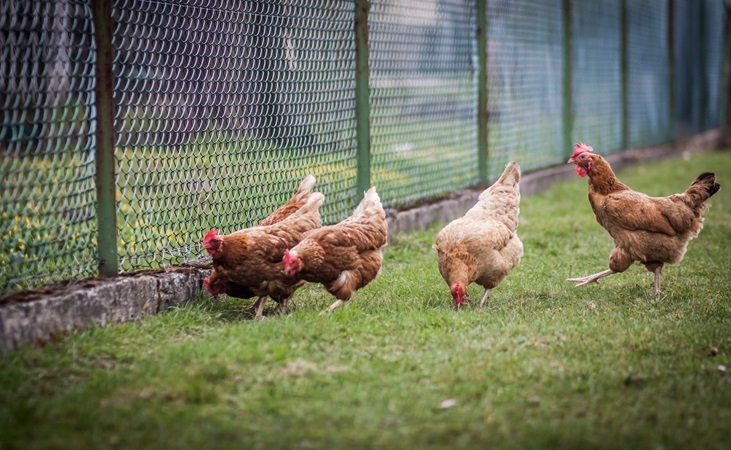 a poultry run with fencing