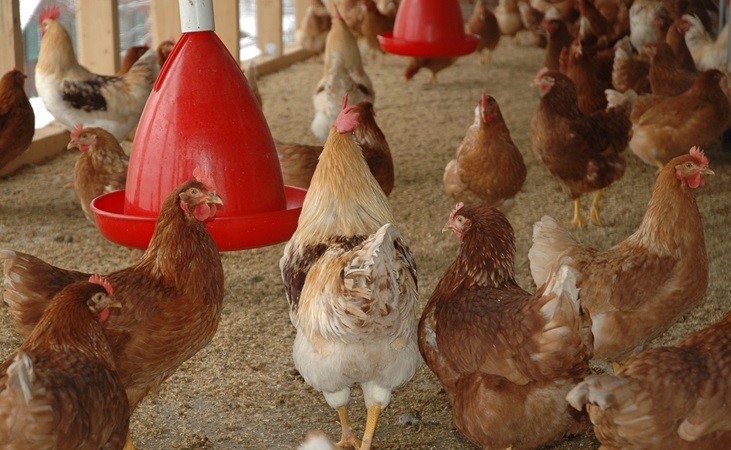 chickens in a coop