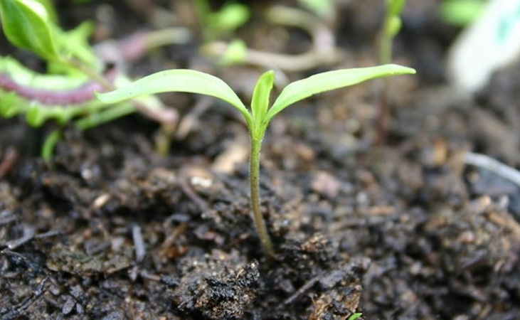 Chilli pepper seedling