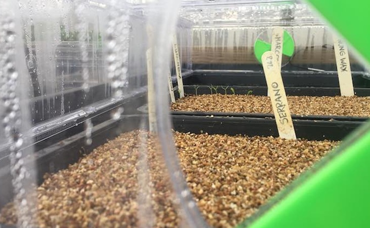 Chilli seedlings in a Vitopod propagator