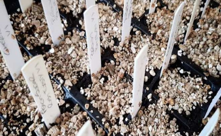 Chilli seedlings with vermiculite