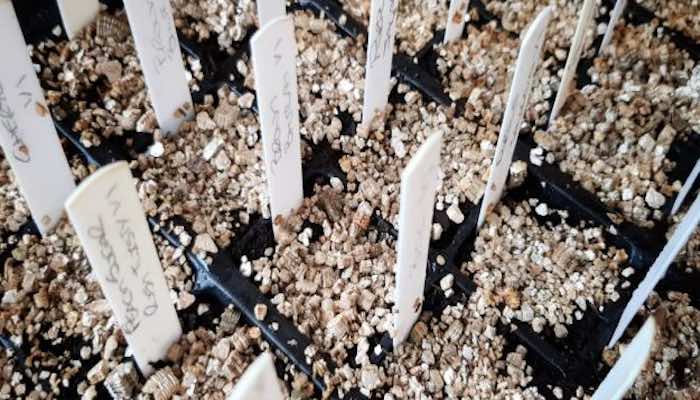 Chili seeds in modules