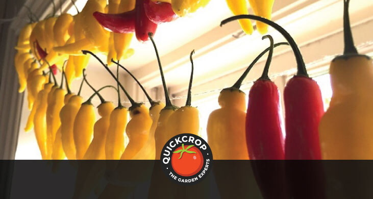 Chillis hanging over a window in bright light - article header image