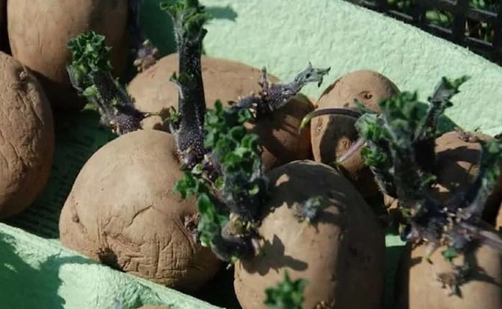 Chitted potatoes with green sprouts