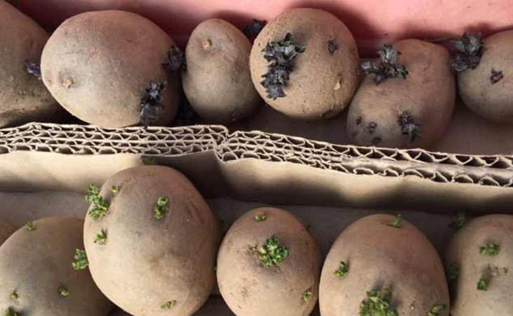 Chitting potatoes Chitting potatoes