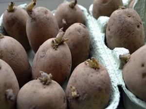 Chitting potatoes in egg box