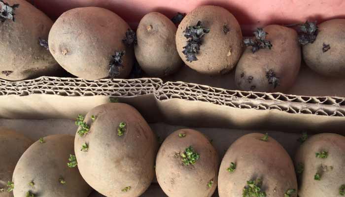 Chitting Potatoes