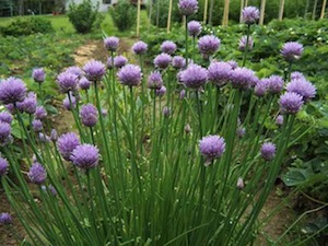 Chive herb in vegetable garden