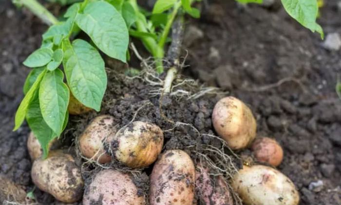 Christmas potatoes