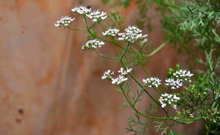 Coriander flowers Coriander flowers